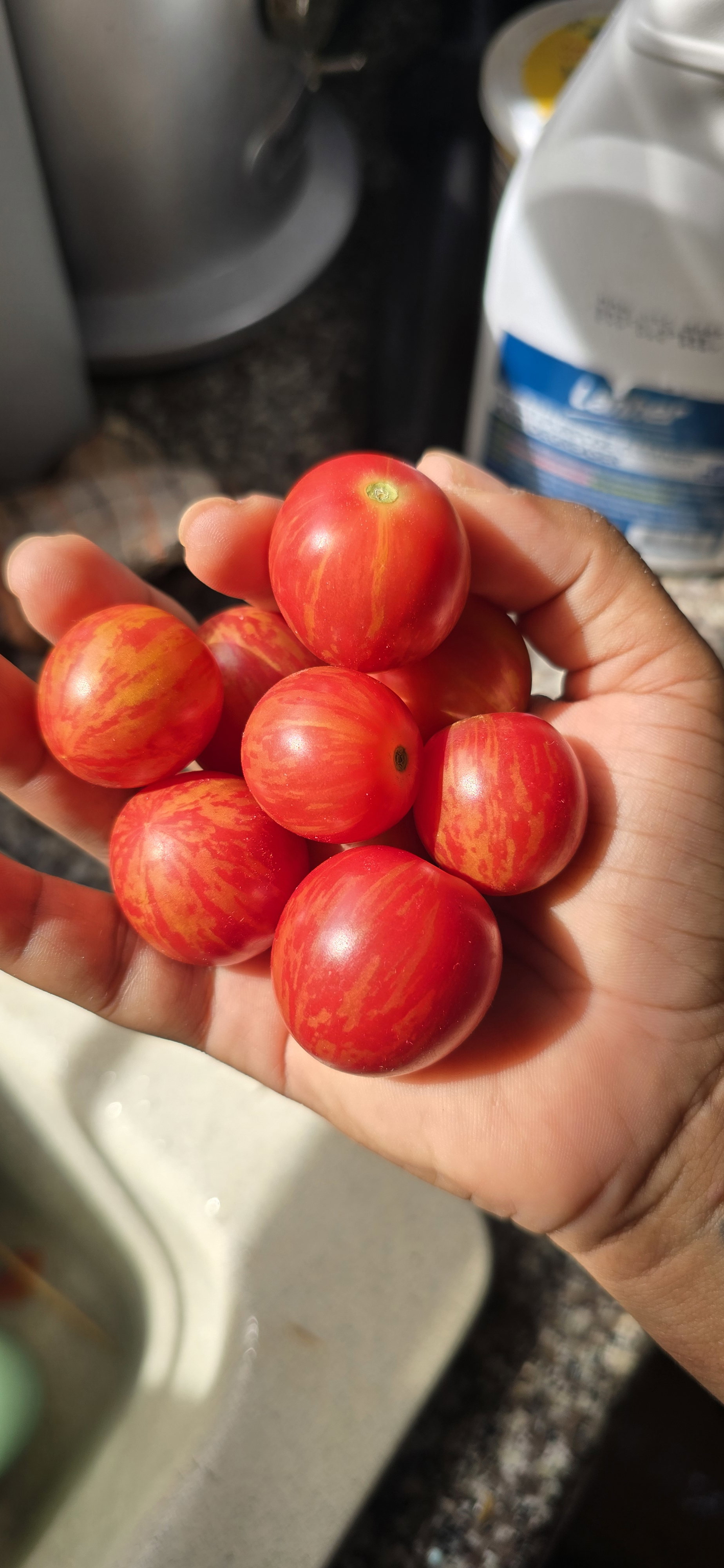 Cherry Tomatoes _1