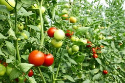 Vegetables