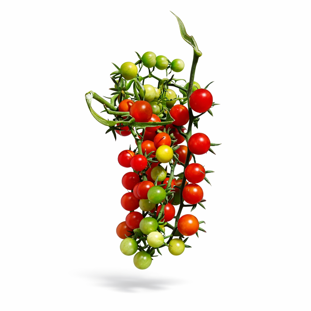 🍅SPOON TOMATO🍅 x 15+ seeds_2