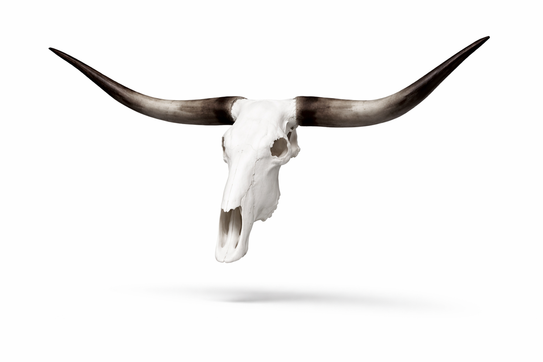 Gift Box Animal Skull Charms Texas Longhorn
