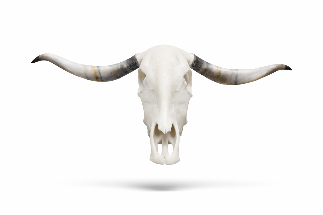 Gift Box Animal Skull Charms Afrikaner Bull Cattle