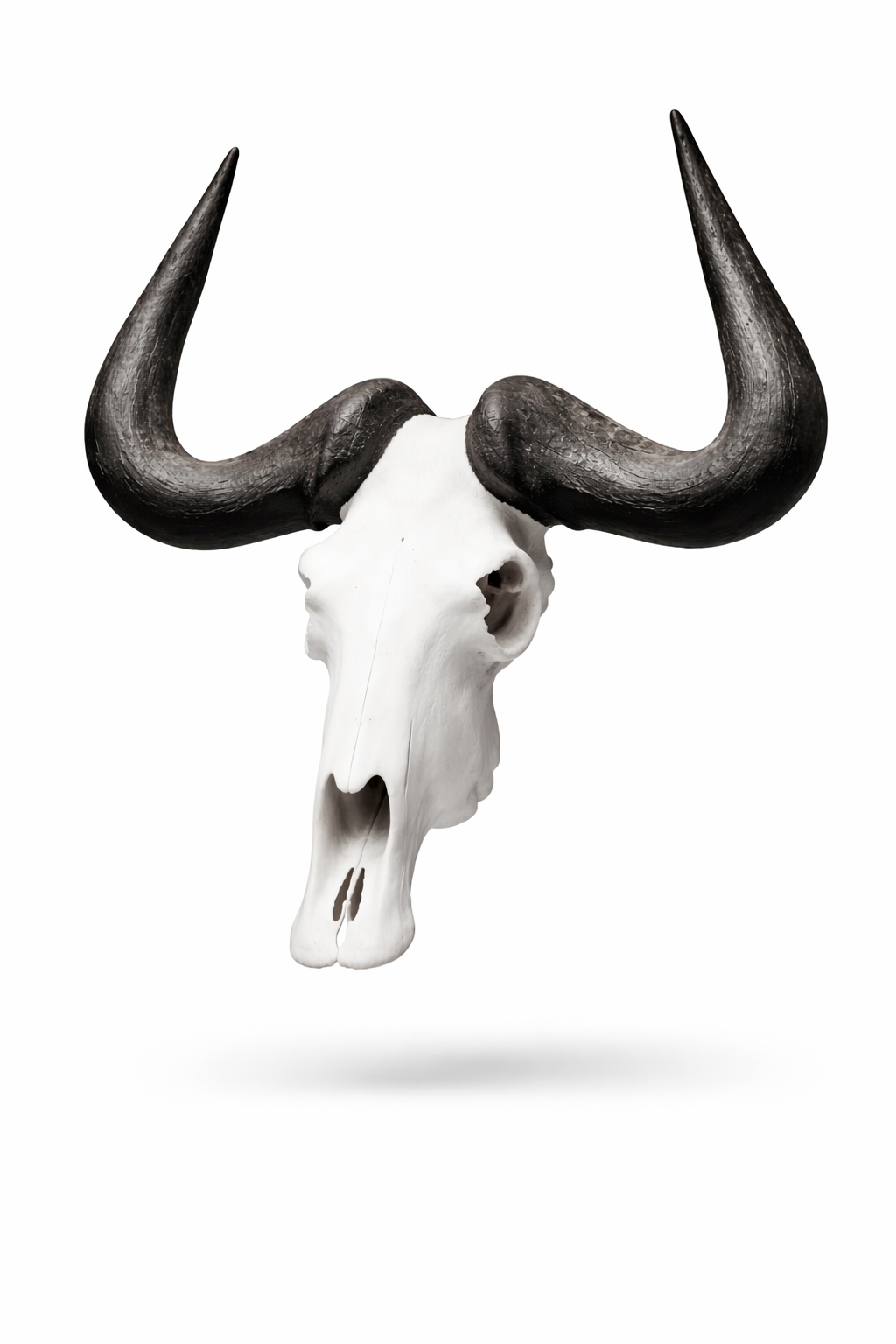 Animal Skulls Black Wildebeest Wall Mount
