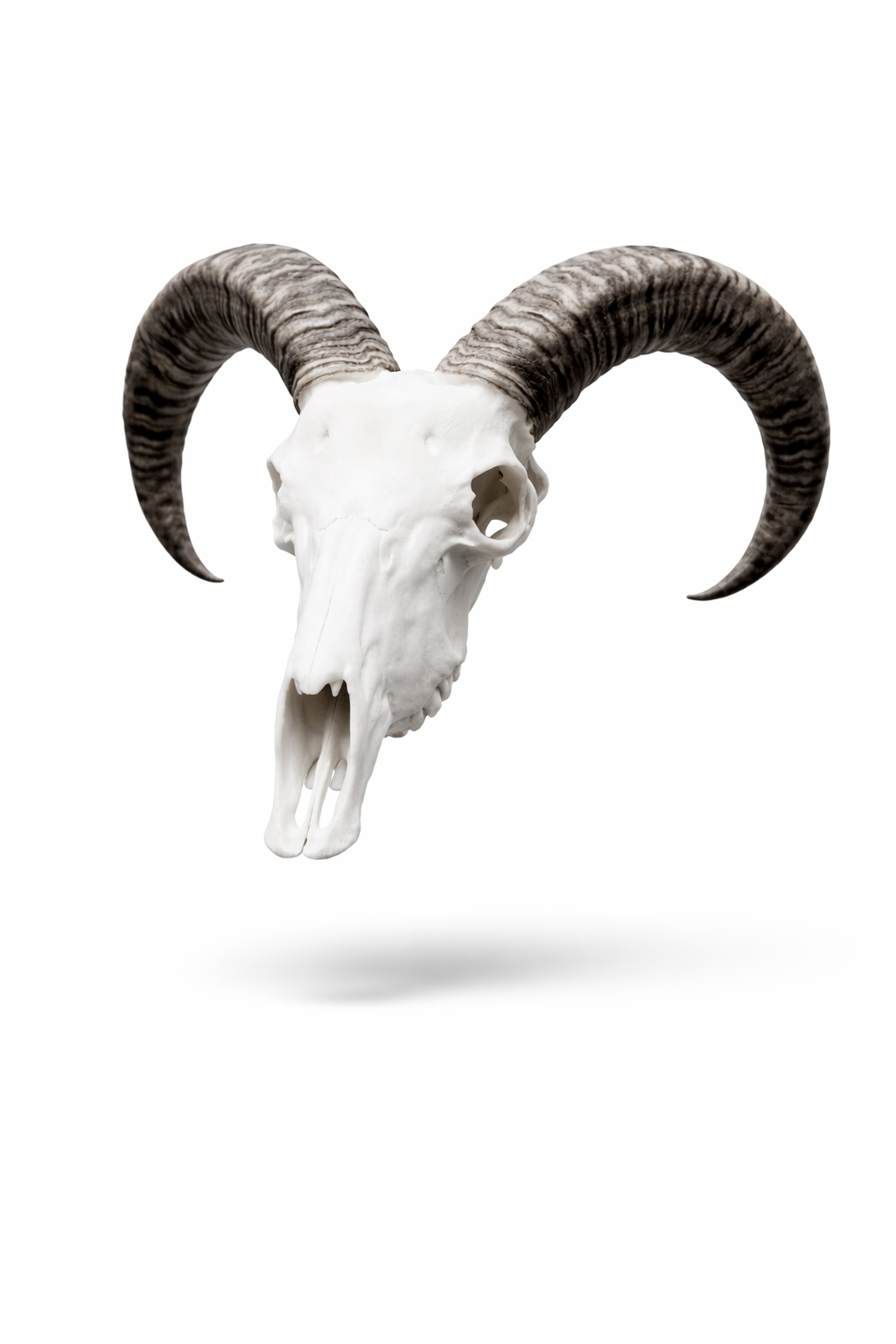 Animal Skulls Barbary Sheep Wall Mount