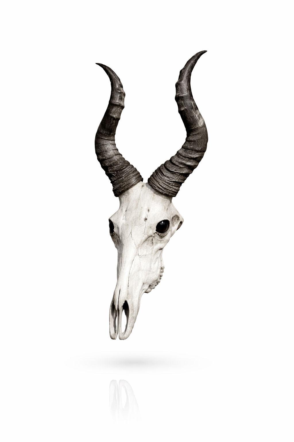 Animal Skulls Red Hartebeest Life Size_0