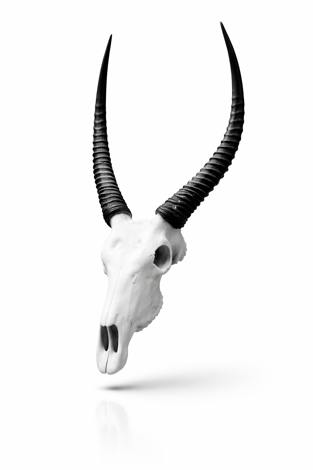 Gift Box Animal skull Charms Waterbuck