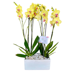 Orquídeas Amarillas