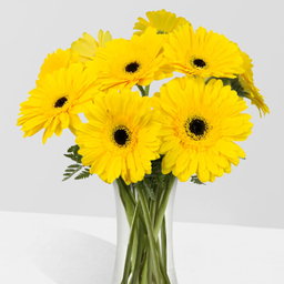 🌻 Gerberas Amarillas Ramos | Florero con 8 Flores