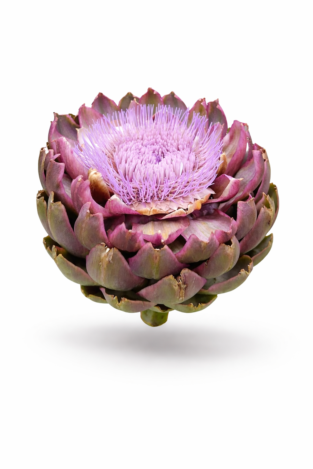 ARTICHOKE GREEN GLOBE  x 25 seeds _1