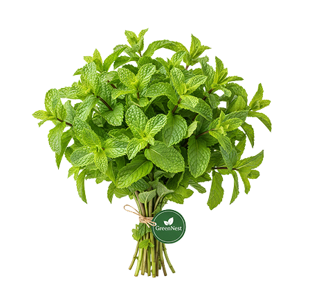 Fresh Mint / Pudina Plant