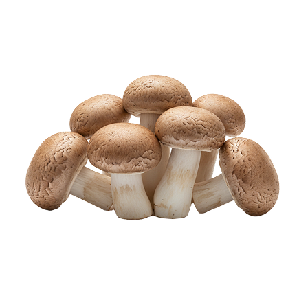 Fresh Mushroom