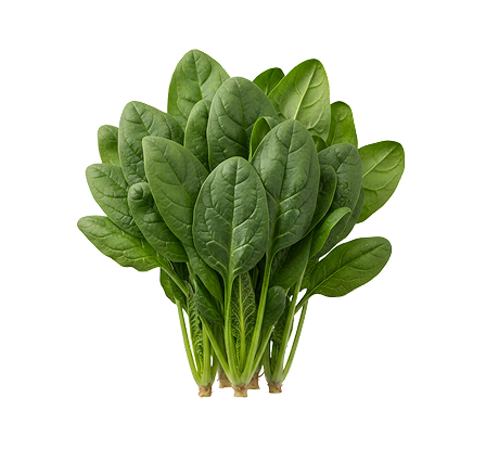 Organic Palak Spinach