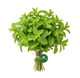 Fresh Mint / Pudina Plant