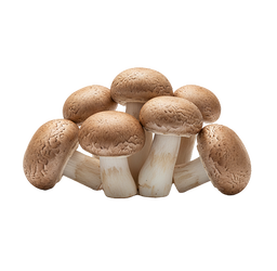 Fresh Mushroom