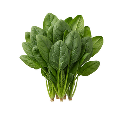 Organic Palak Spinach
