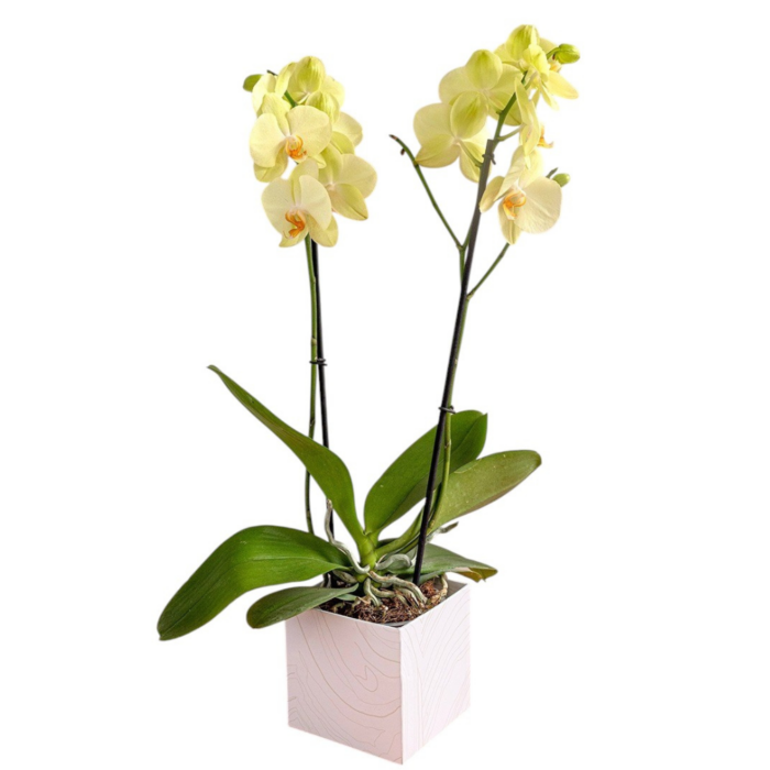 Orquídea Silvestre Amarilla | Planta en Base de Cerámica