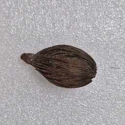 GMS 1 Kann Coconut / Laghu Nariyal
