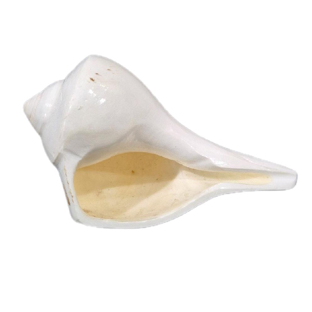 GMS Valampuri Sangu / Natural Shank Conch Right Side_0
