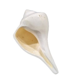 GMS Valampuri Sangu / Natural Shank Conch Right Side