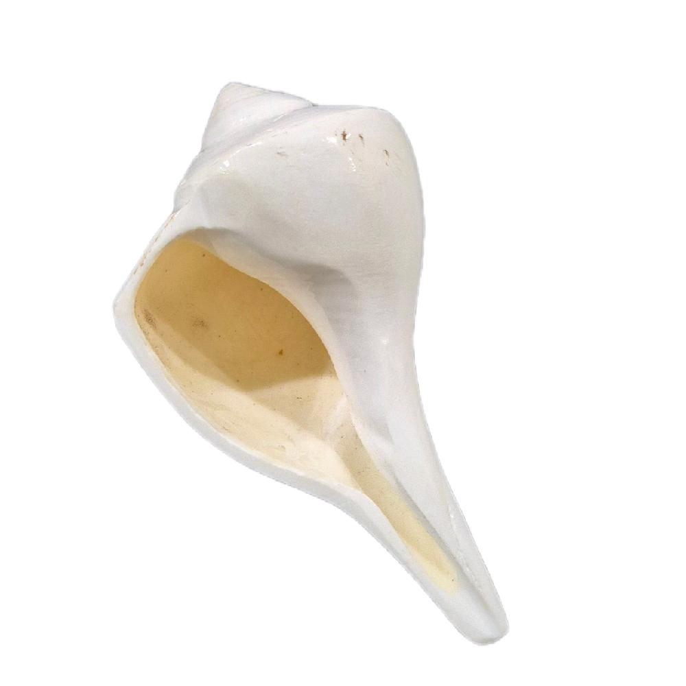GMS Valampuri Sangu / Natural Shank Conch Right Side_1