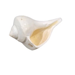 GMS Valampuri Sangu / Natural Shank Conch Right Side