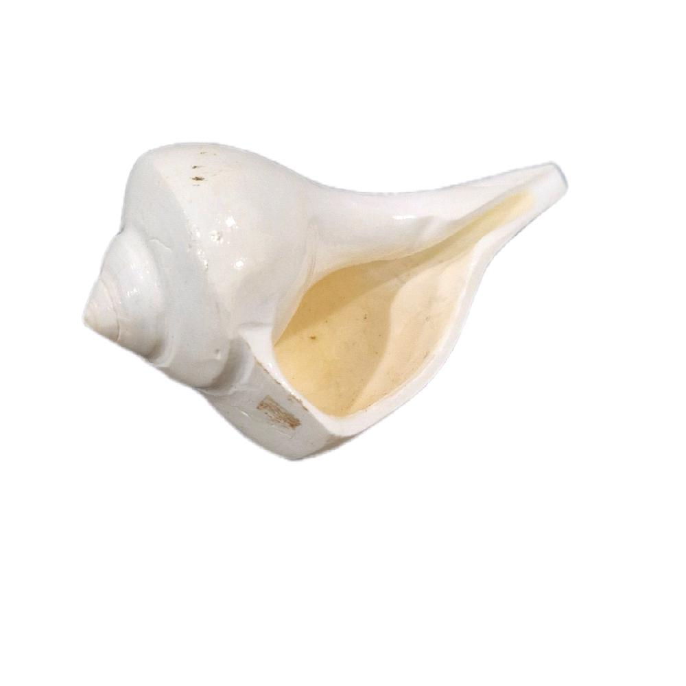 GMS Valampuri Sangu / Natural Shank Conch Right Side_2