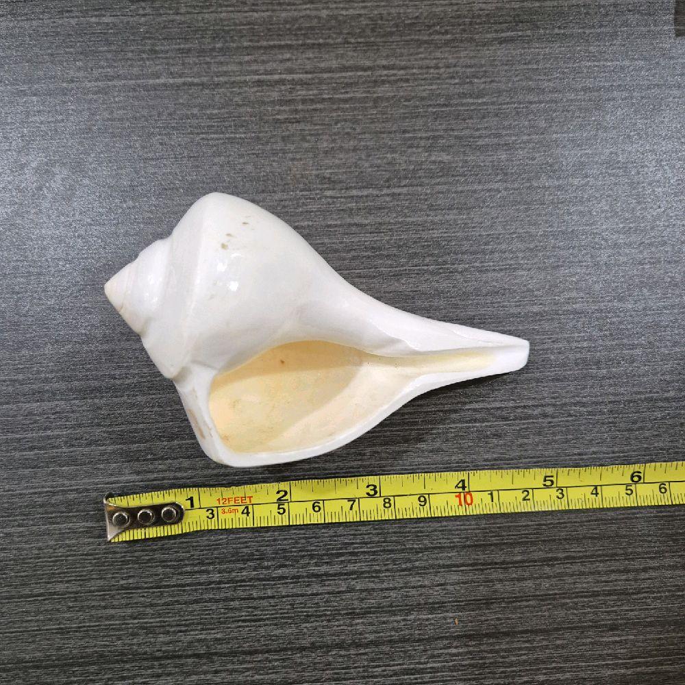 GMS Valampuri Sangu / Natural Shank Conch Right Side_3