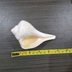 GMS Valampuri Sangu / Natural Shank Conch Right Side