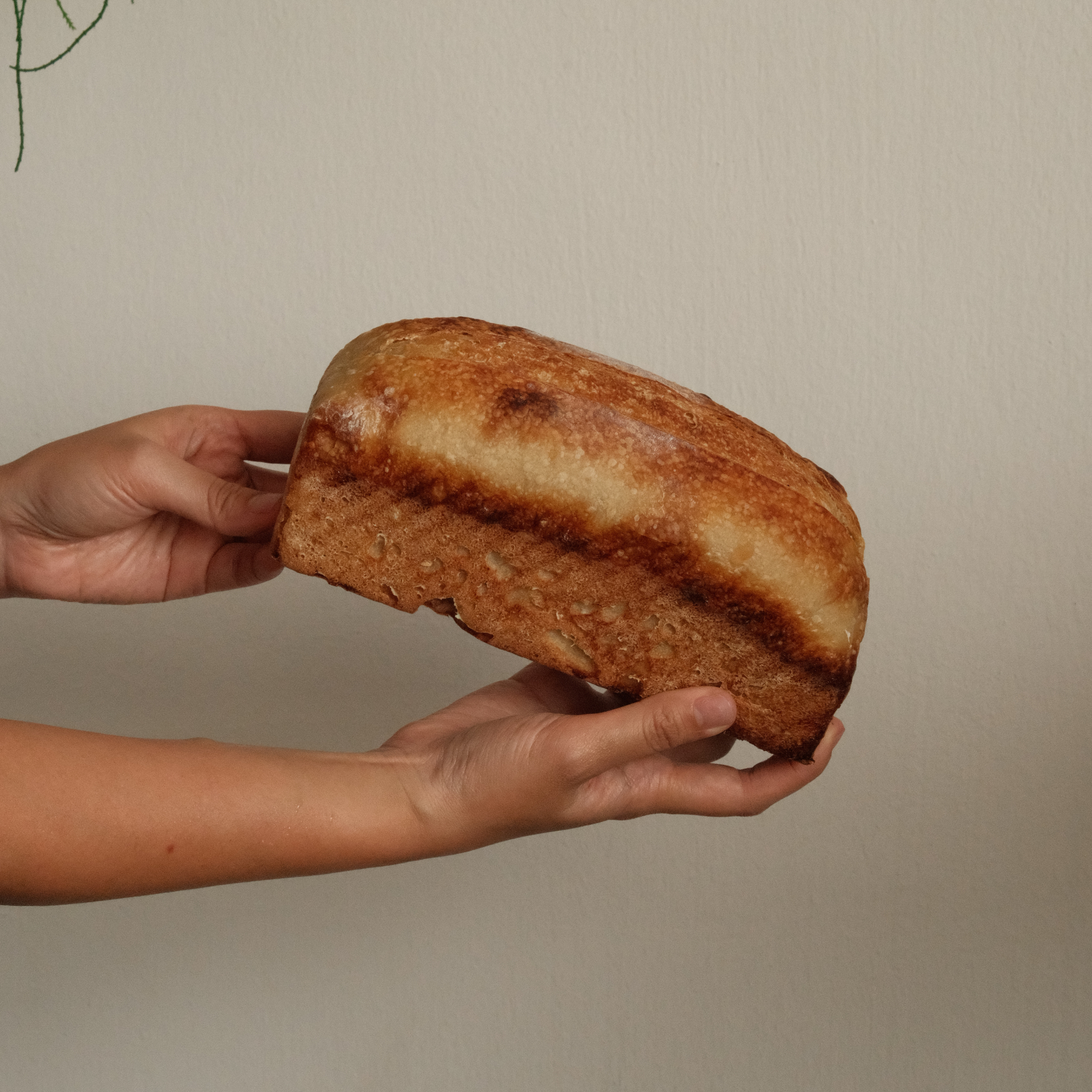 Classic - 350g Pan Loaf of Sourdough  (Pick up at Boon Keng 31 Aug)_1