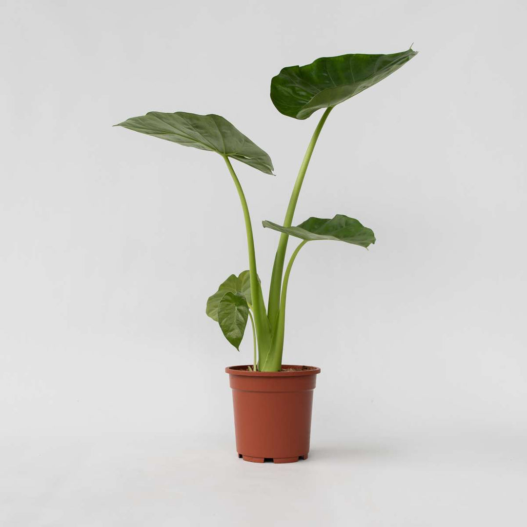 Elephant Ear Plant_0