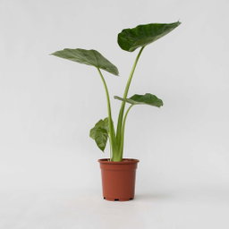 Ornamental Plants