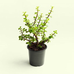 Jade