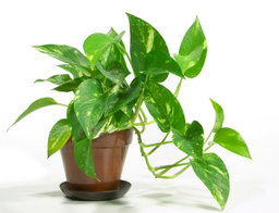 Golden Pothos