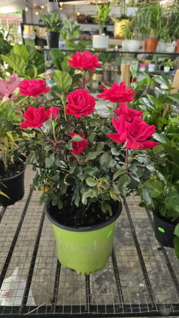 Knockout Roses 