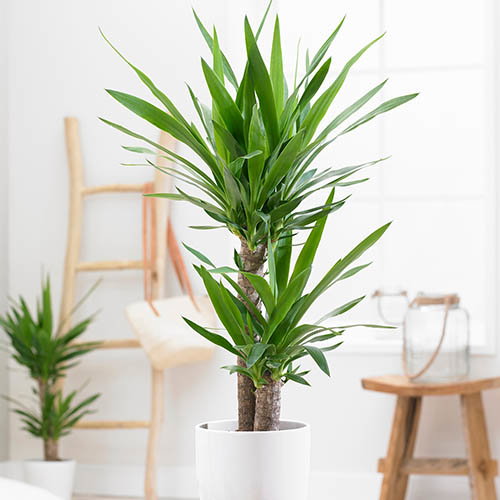 Yucca Cane