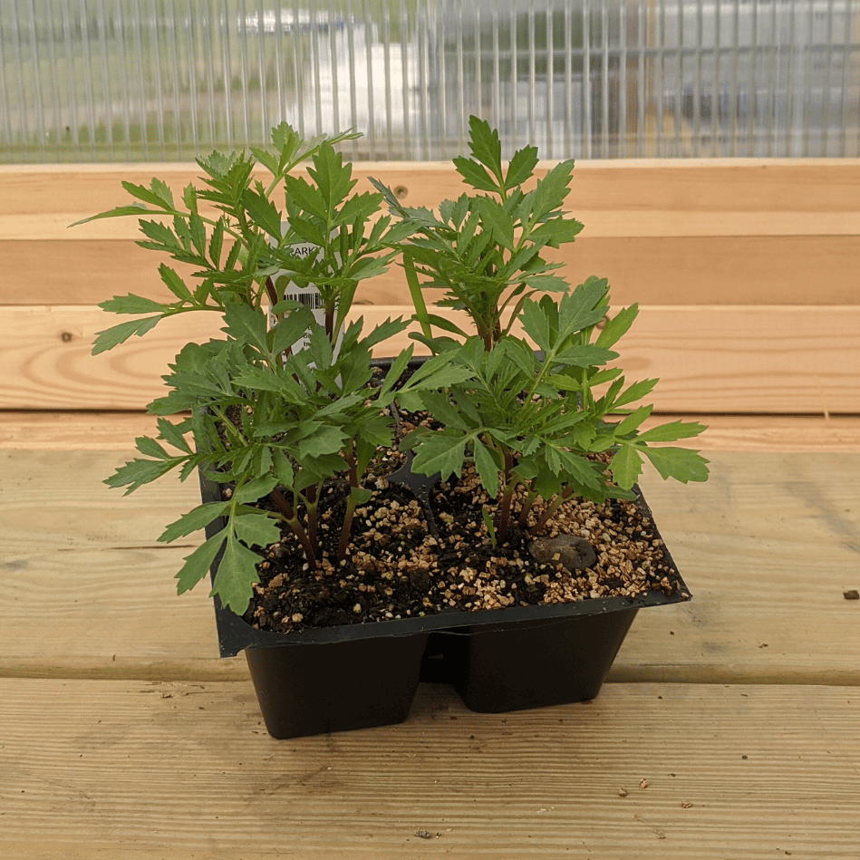 marigold seedlings