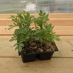 marigold seedlings
