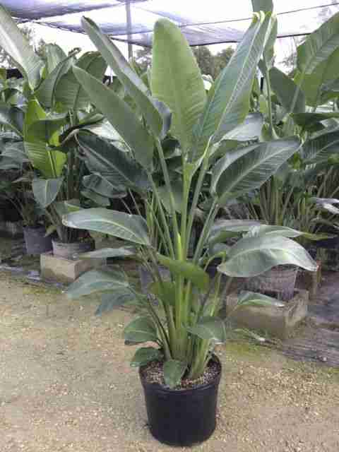 birds of paradise seedling