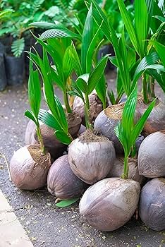 coconut trees