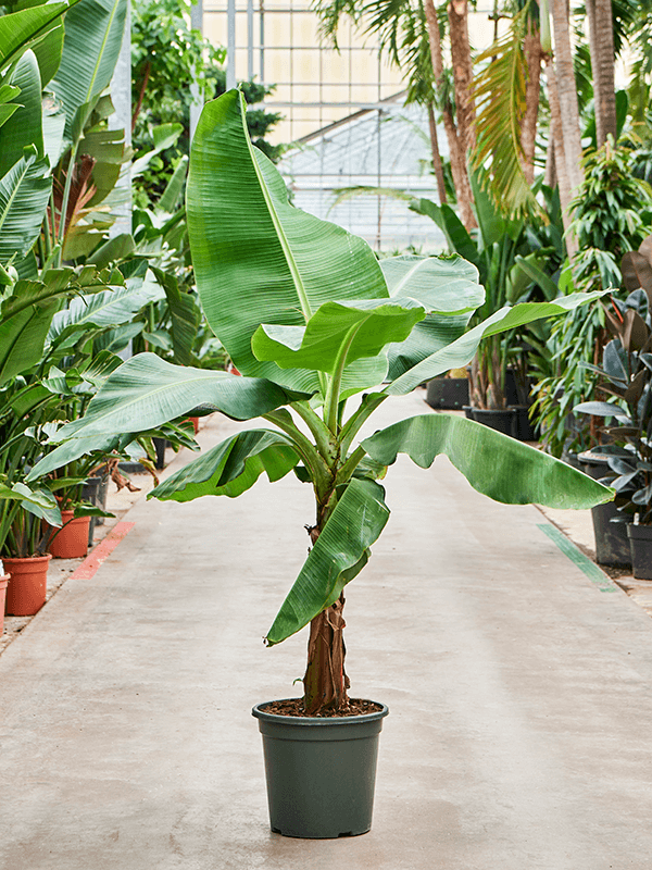 banana trees