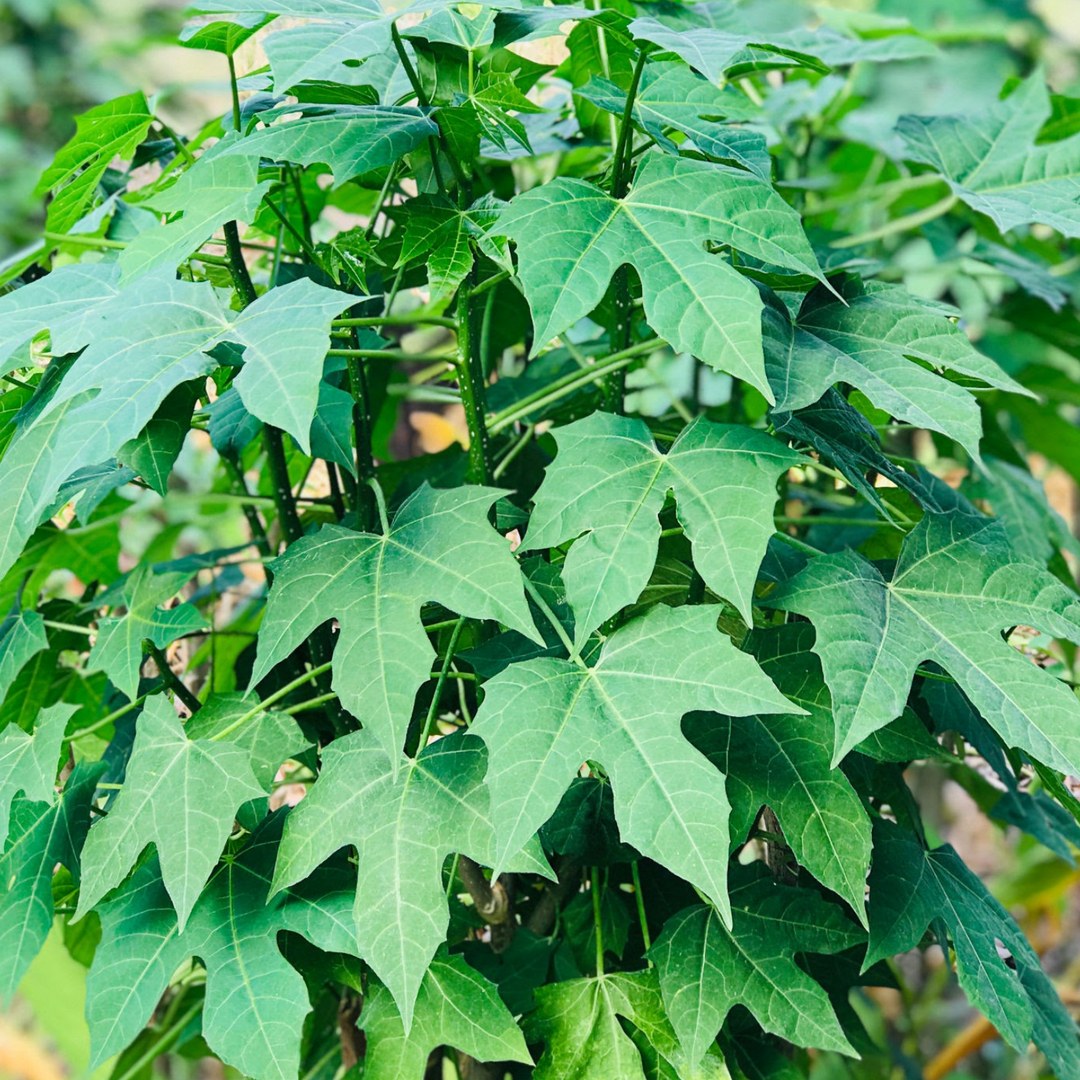 Chaya