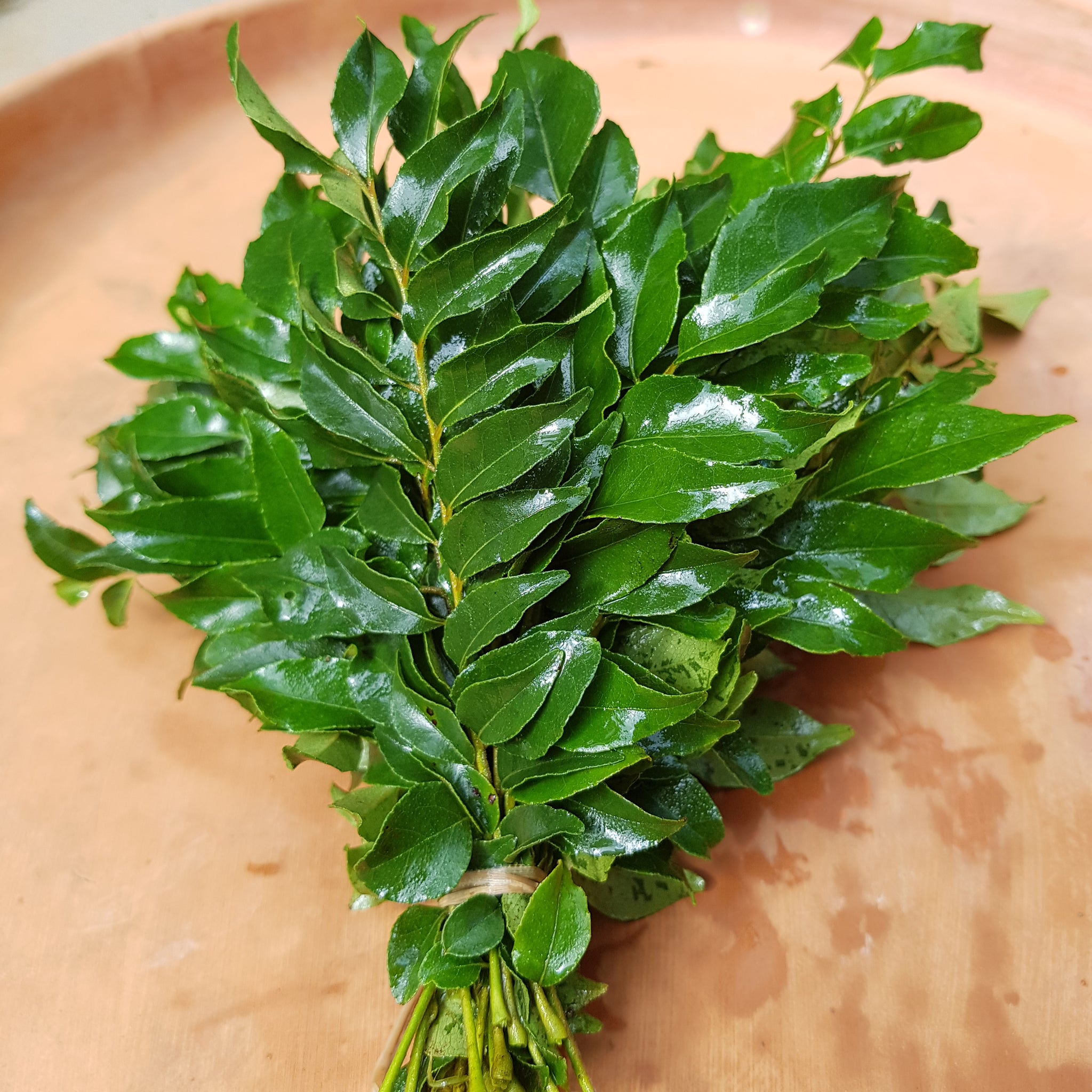 Curry leaves_0
