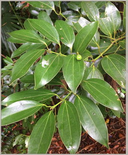 Cinnamon leaves