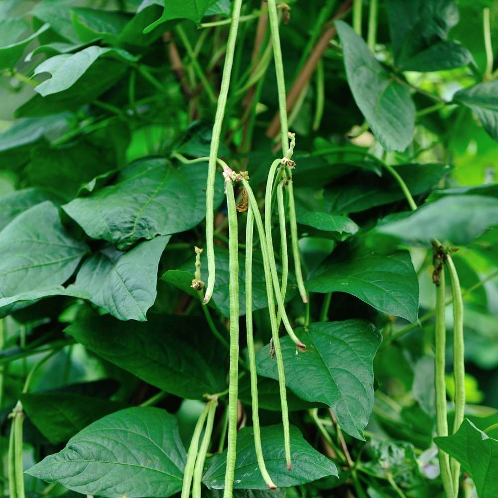 Cowpea leaves