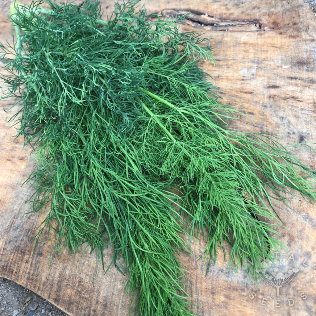 Dill