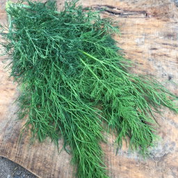 Dill