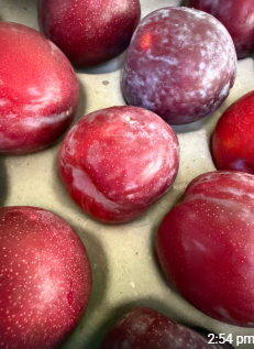 SA PLUM