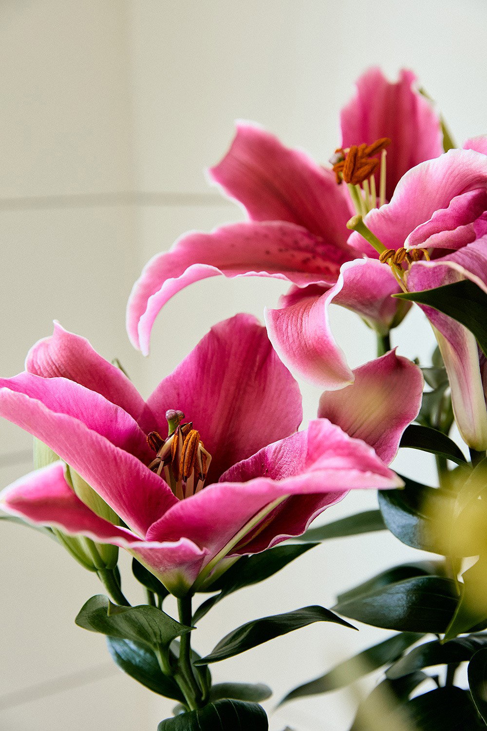 HYBRID LILY 