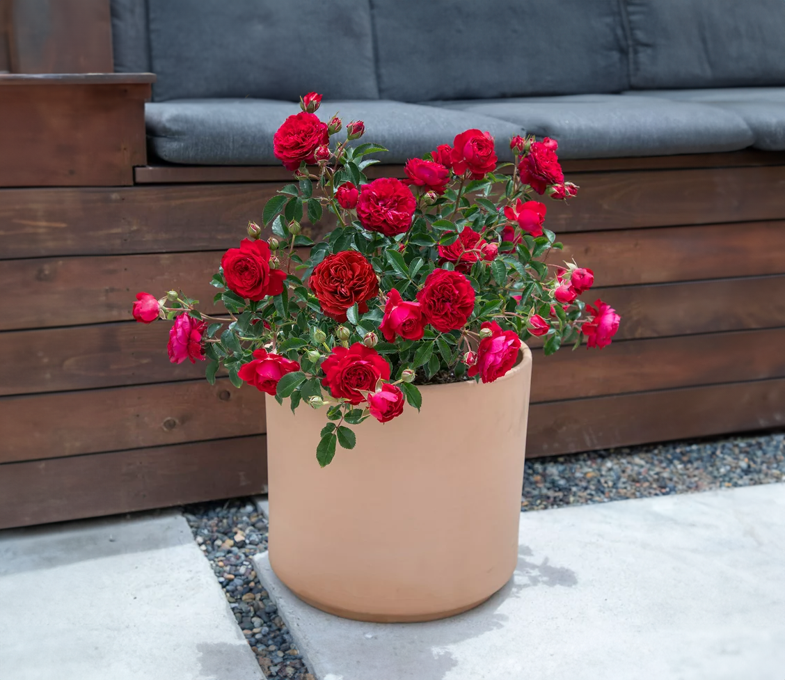 Knockout Roses _0