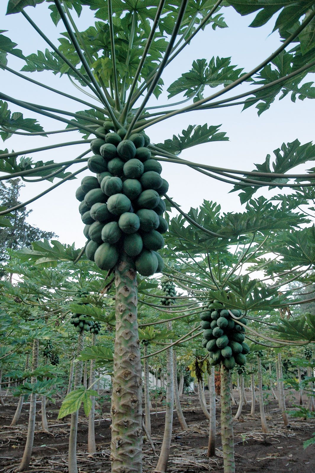 Papaya tree 