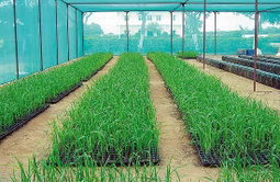 Sugar cane seedling 